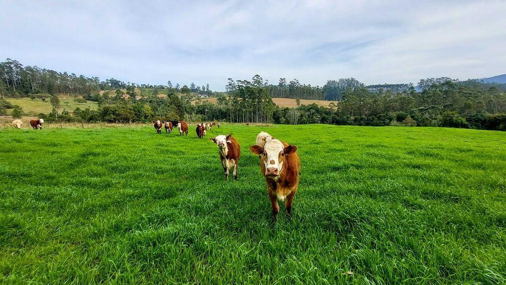 Fazenda, 21 hectares - Foto 13