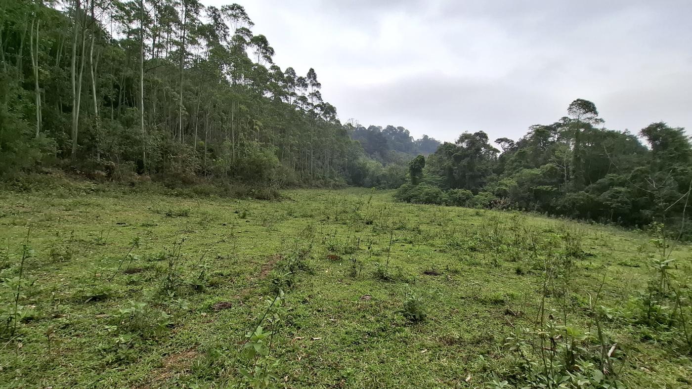 Sítio, 28 hectares - Foto 13