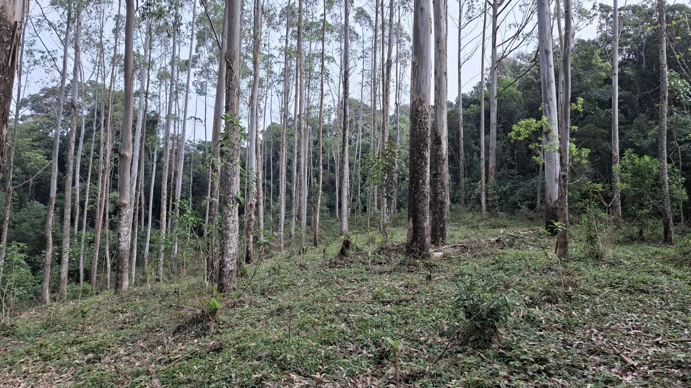 Sítio, 28 hectares - Foto 18