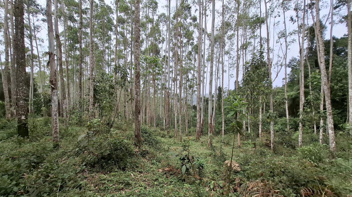 Sítio, 28 hectares - Foto 19