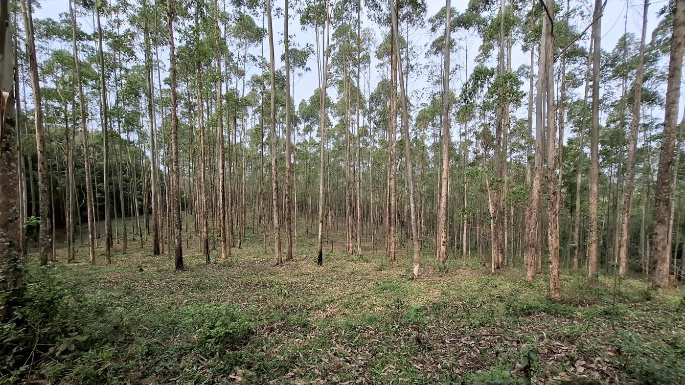 Sítio, 28 hectares - Foto 6