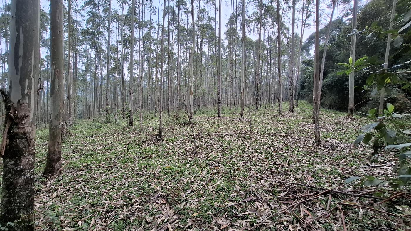 Sítio, 28 hectares - Foto 25