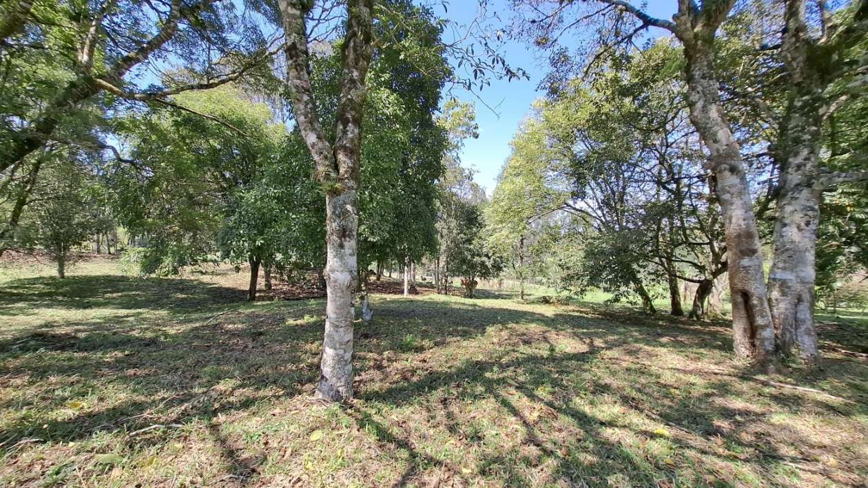 Sítio, 3 quartos, 3 hectares - Foto 31