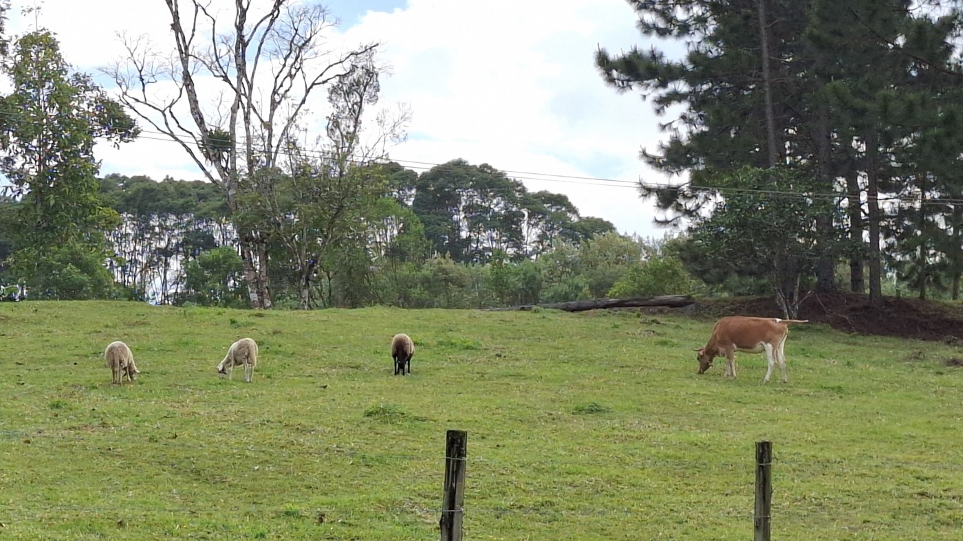 Sítio, 3 quartos, 3 hectares - Foto 41