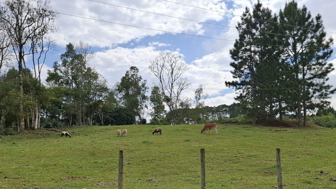 Sítio, 3 quartos, 3 hectares - Foto 42