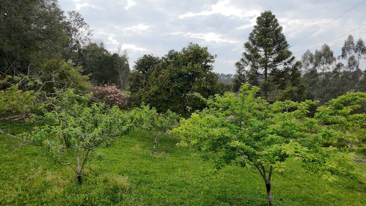 Sítio, 3 quartos, 3 hectares - Foto 44