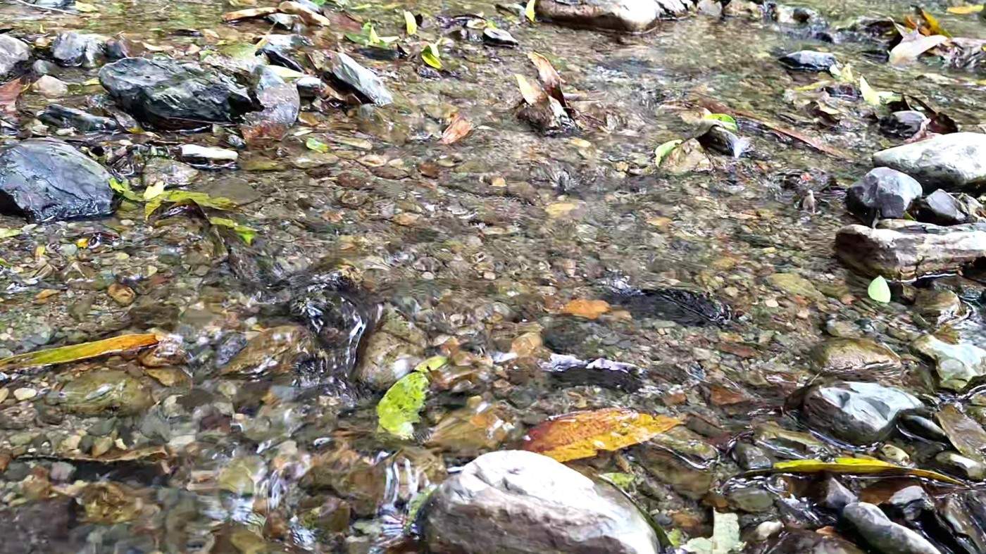 Terreno, 2 hectares - Foto 11