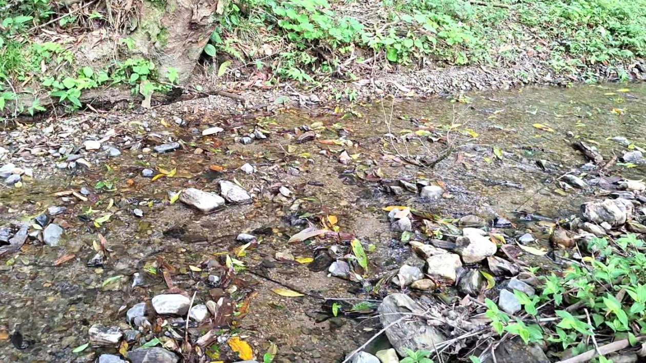 Terreno, 2 hectares - Foto 10