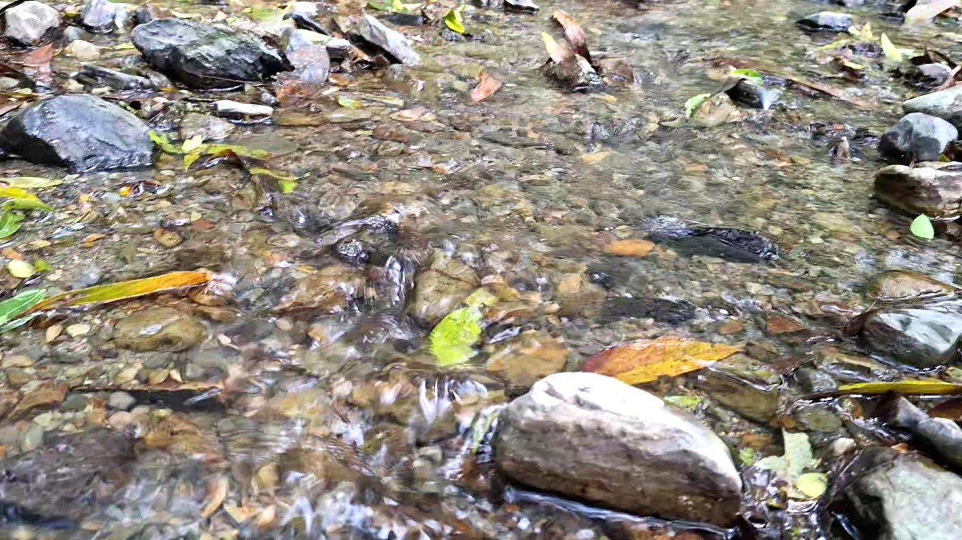 Terreno, 2 hectares - Foto 12