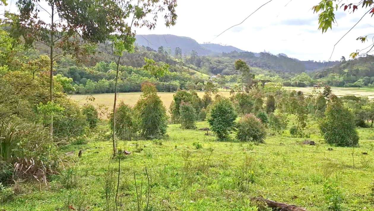 Terreno, 2 hectares - Foto 14