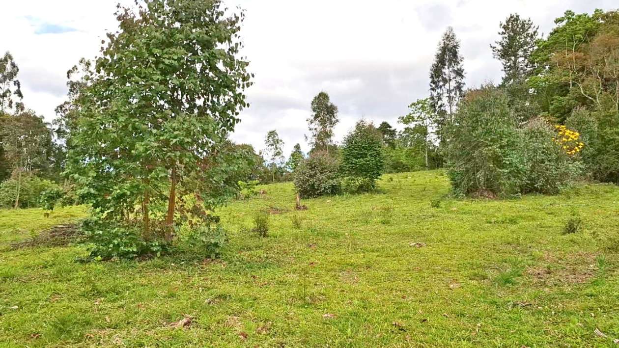 Terreno, 2 hectares - Foto 15