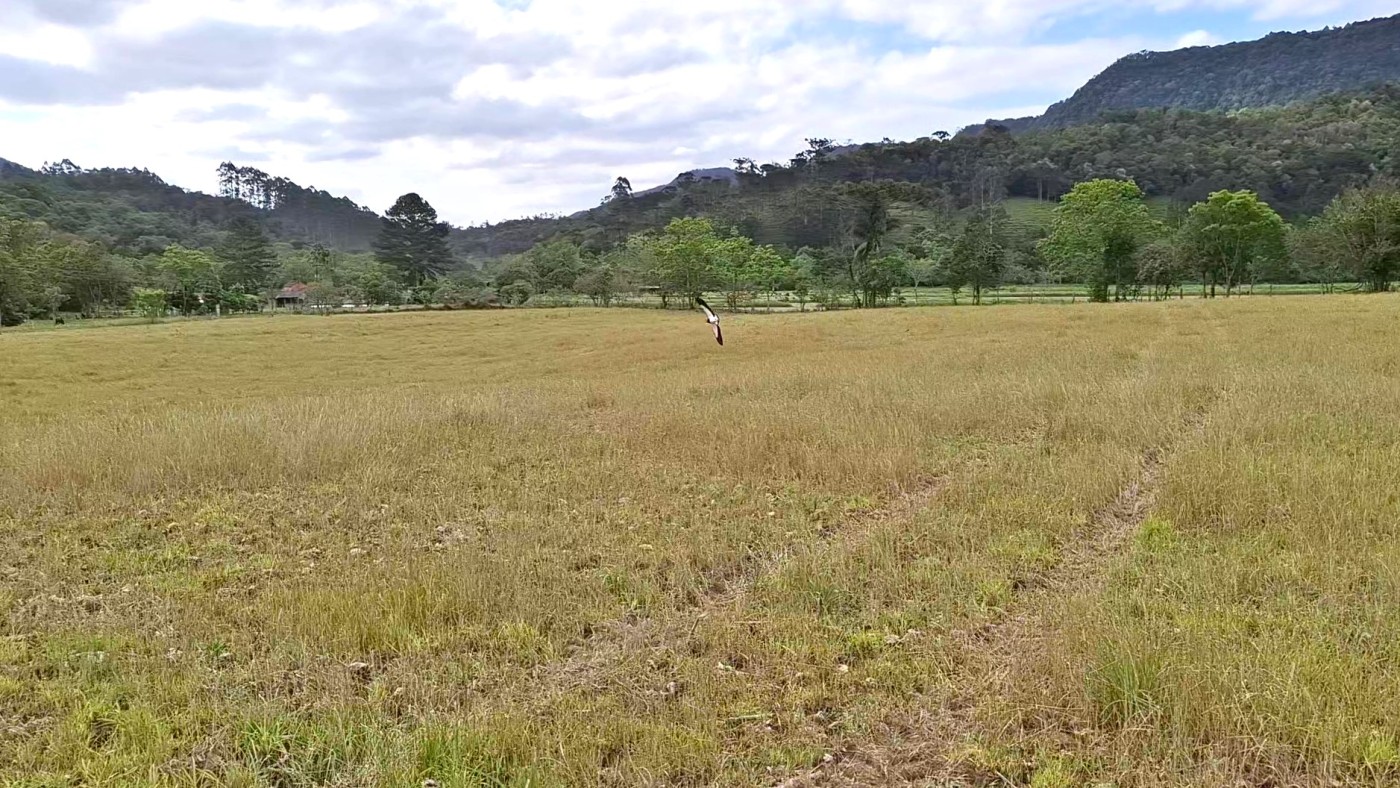 Terreno, 2 hectares - Foto 19