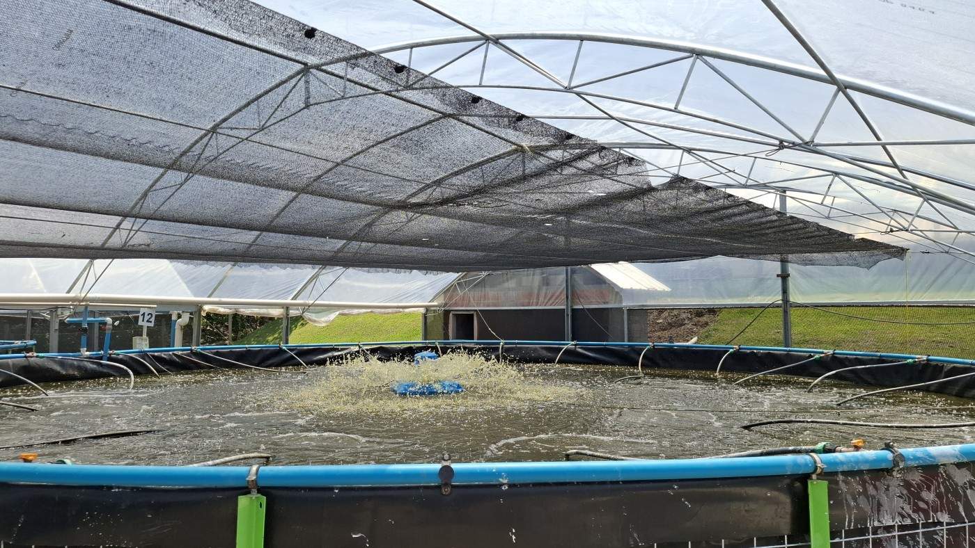 Sítio, 6 quartos, 8 hectares - Foto 7