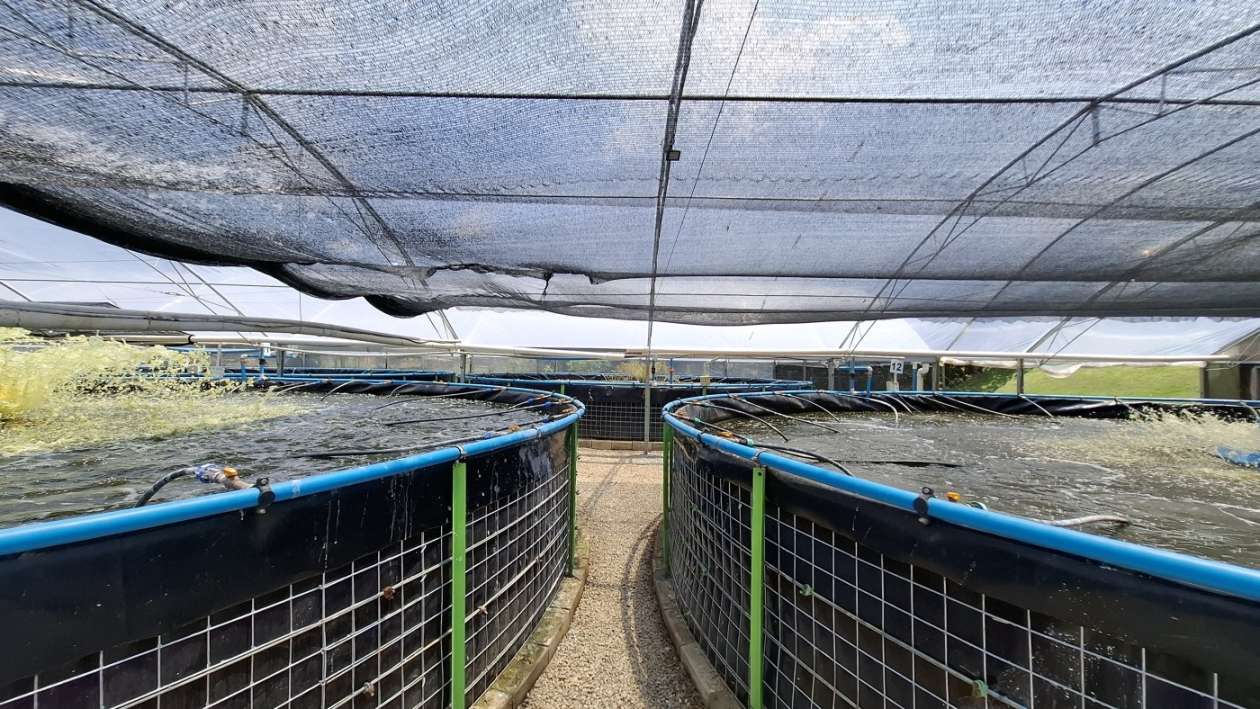 Sítio, 6 quartos, 8 hectares - Foto 5