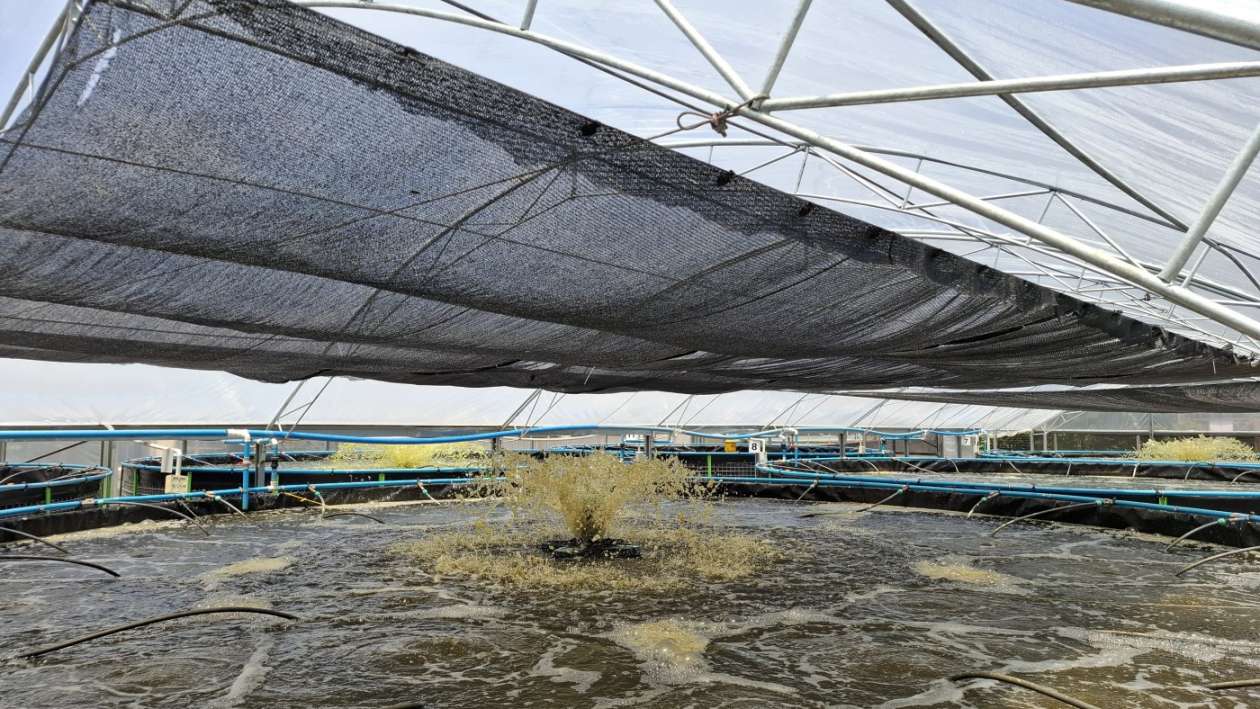 Sítio, 6 quartos, 8 hectares - Foto 6