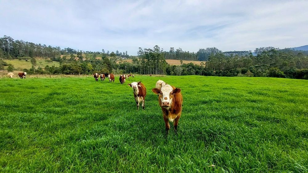 Fazenda, 21 hectares - Foto 45