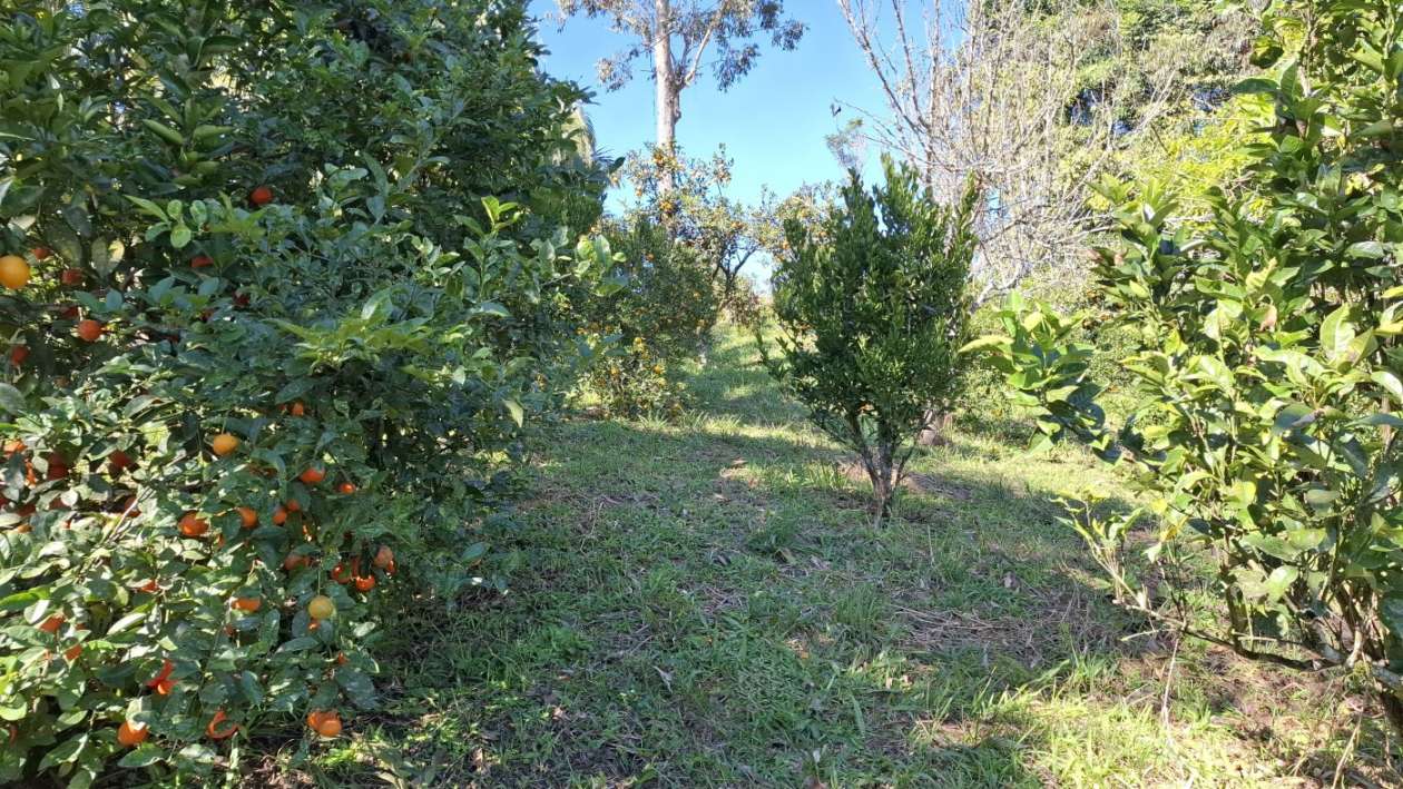 Sítio, 3 quartos, 3 hectares - Foto 24